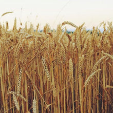 Load image into Gallery viewer, Field of wheat